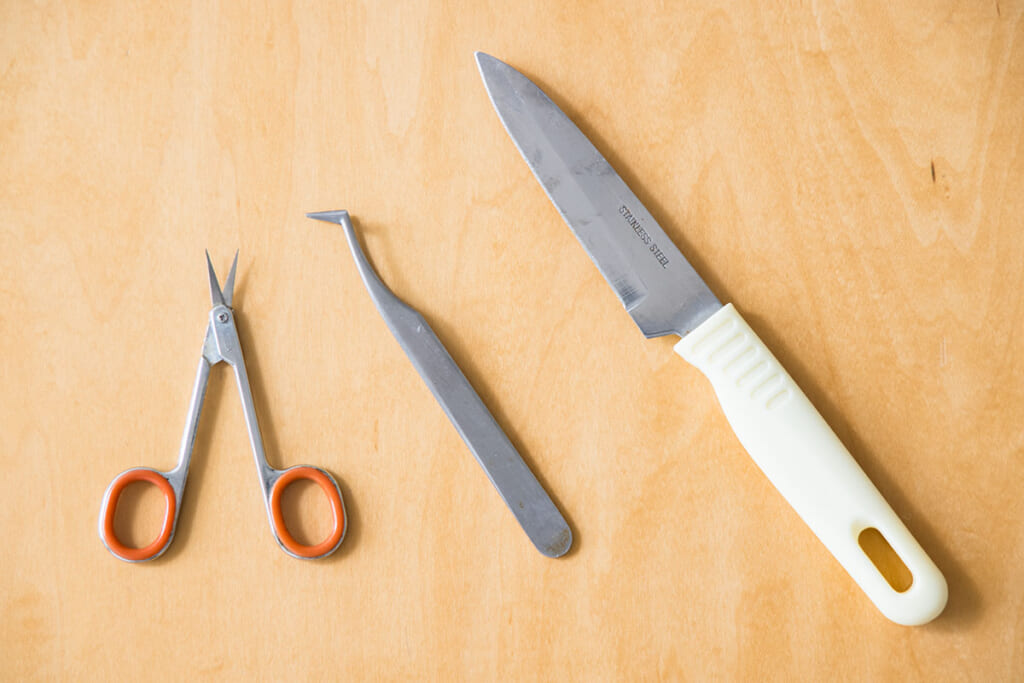 道具は眉毛バサミ、ピンセット、果物ナイフ